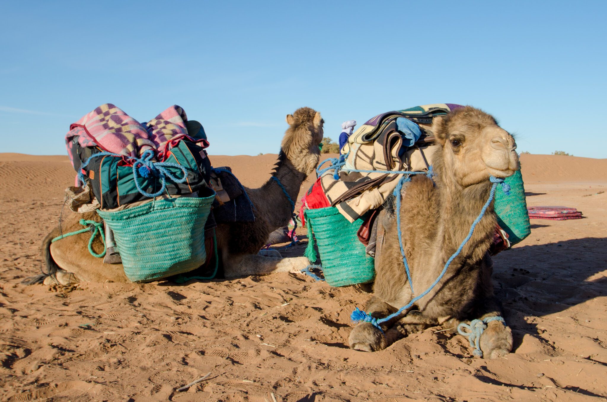 Trek 4 La caravane du désert Racines du Désert
