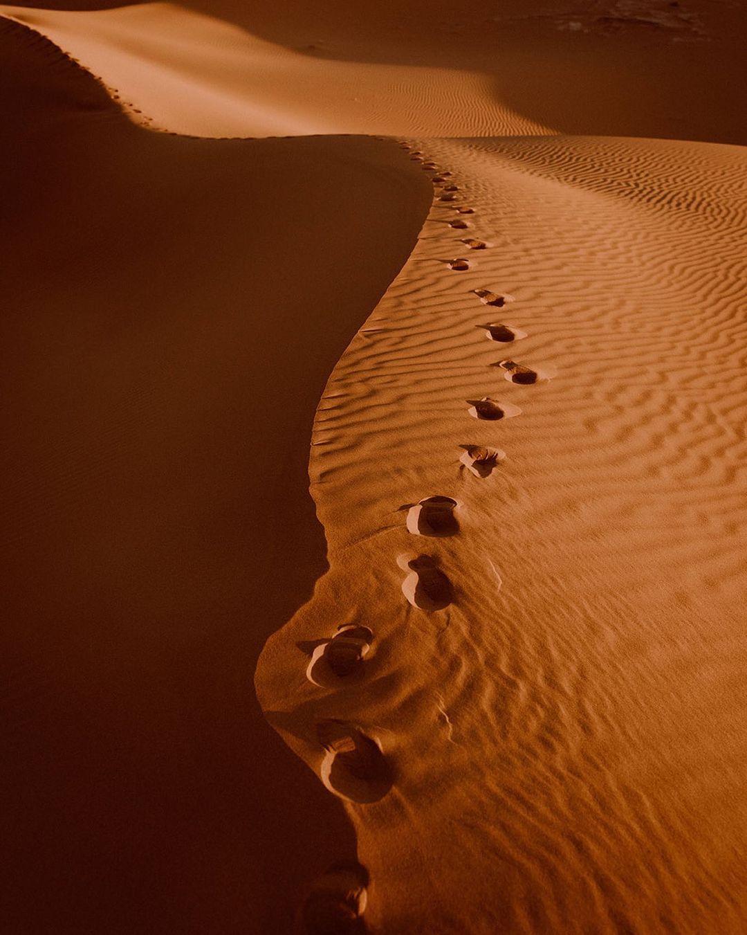 Dans le désert, la vie