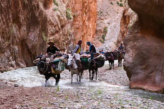 caravane de mules trek montagnes de l'Atlas
