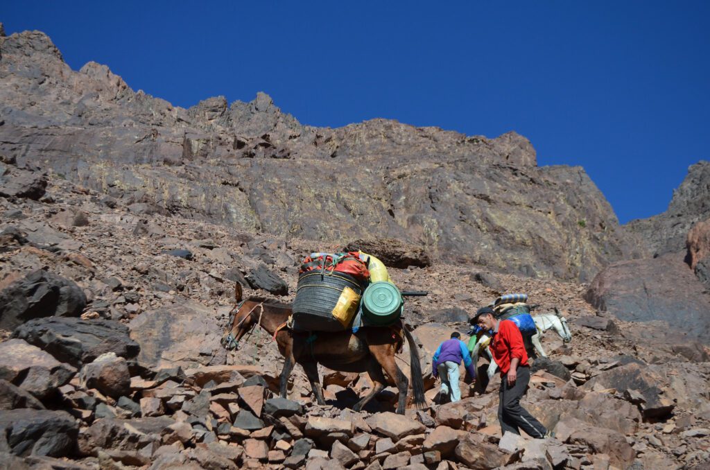 Mules sentier pierreux trek Atlas caravane mules sentier pierreux Atlas
